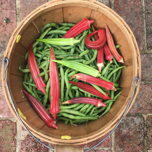Harvest basket of green beans and okra