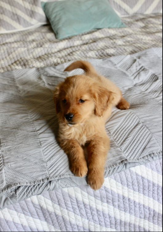 Puppy sitting on the bed