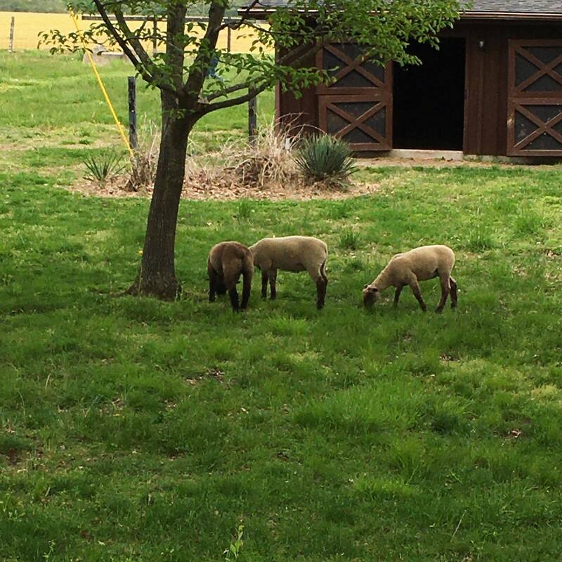 The lambs enjoying grazing the pastures and yard