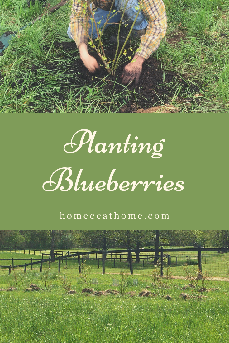 Our experience planting blueberries, preparing the soil to plant blueberries