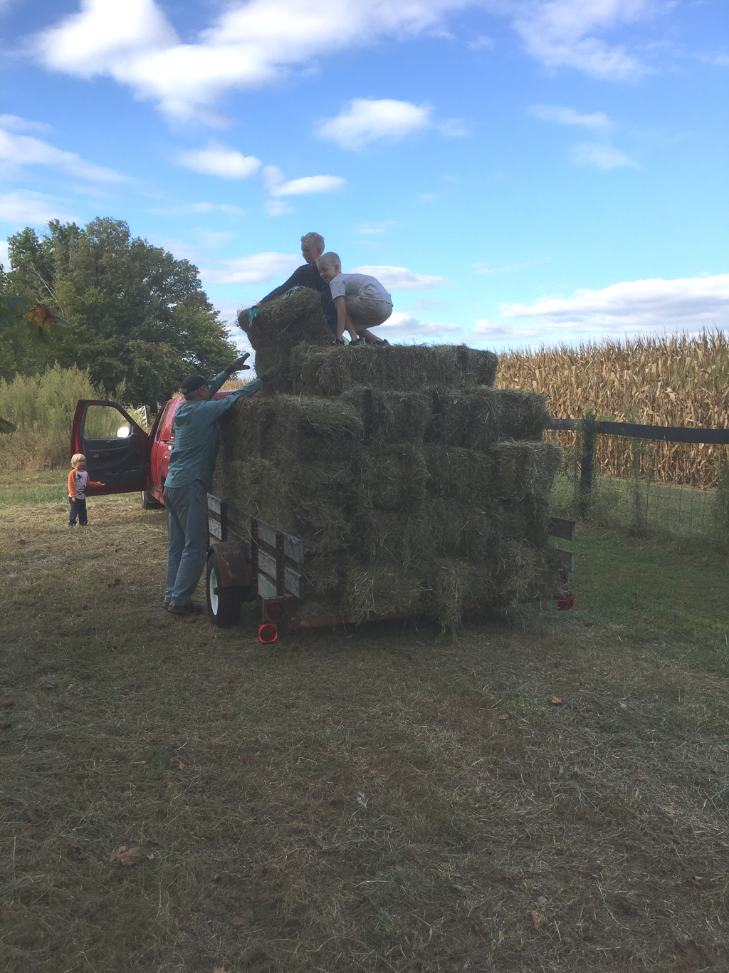 Bucking hay bales to the top of the wagon.