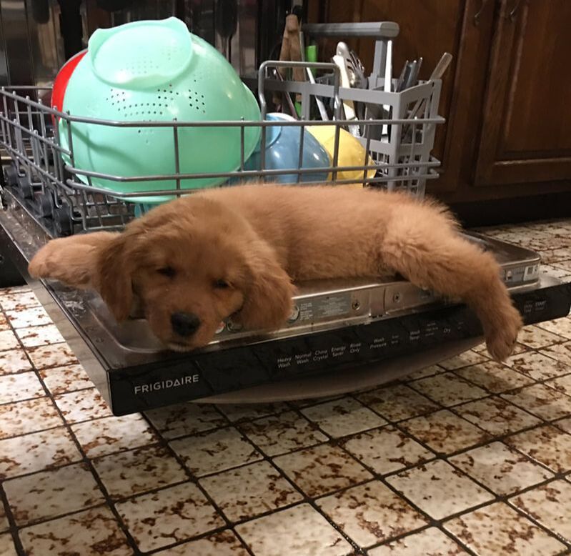 Puppy laying on the dishwasher door