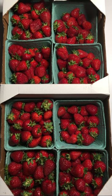 Eight quarts of farm fresh strawberries
