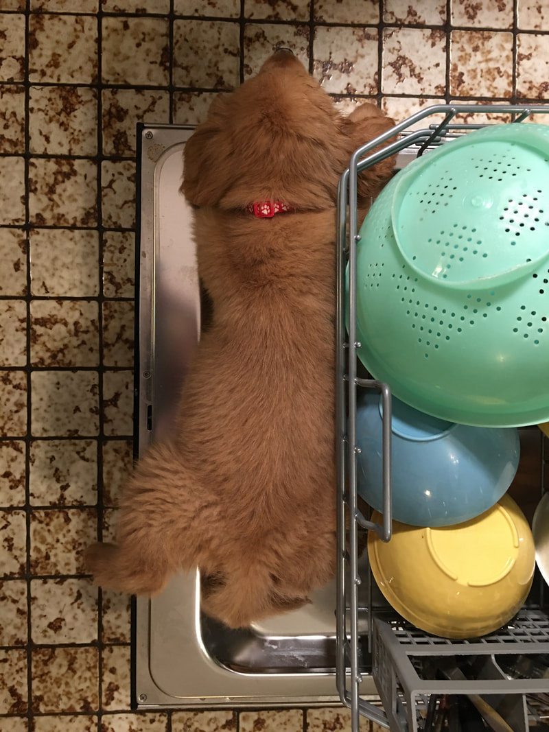 The puppy in the dishwasher