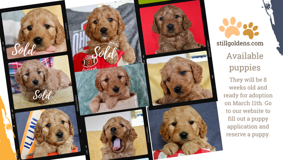 Still Goldens mini golden doodle available puppies